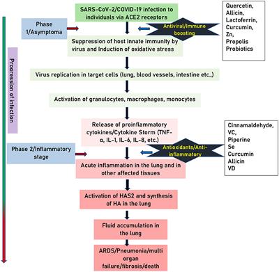 Immune-Boosting, Antioxidant and Anti-inflammatory Food Supplements Targeting Pathogenesis of COVID-19